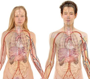 Human Biology